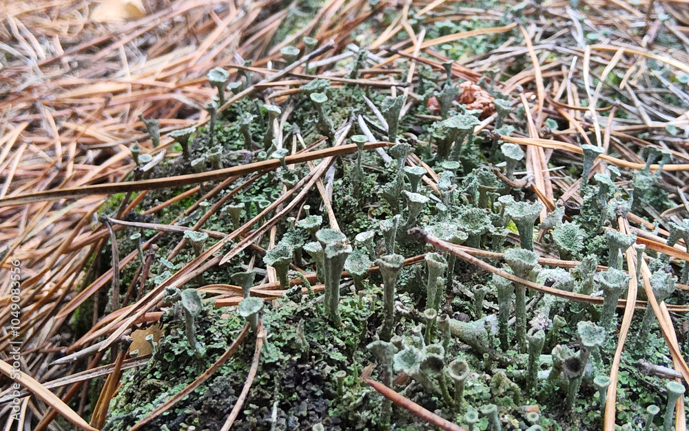 Cladonia fimbriata or the trumpet cup lichen Cladonia lichen, on forest. Cladonia fimbriata or the trumpet cup lichen Cladonia lichen, on forest.