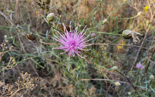 Jurinea cyanoides, family Asteraceae, wild flower purple. photo