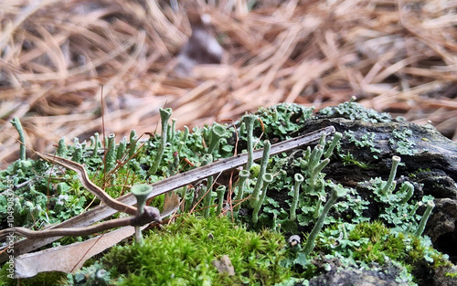 Cladonia fimbriata or the trumpet cup lichen Cladonia lichen, on forest. photo