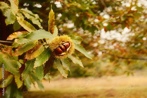Castañas en un árbol en otoño 