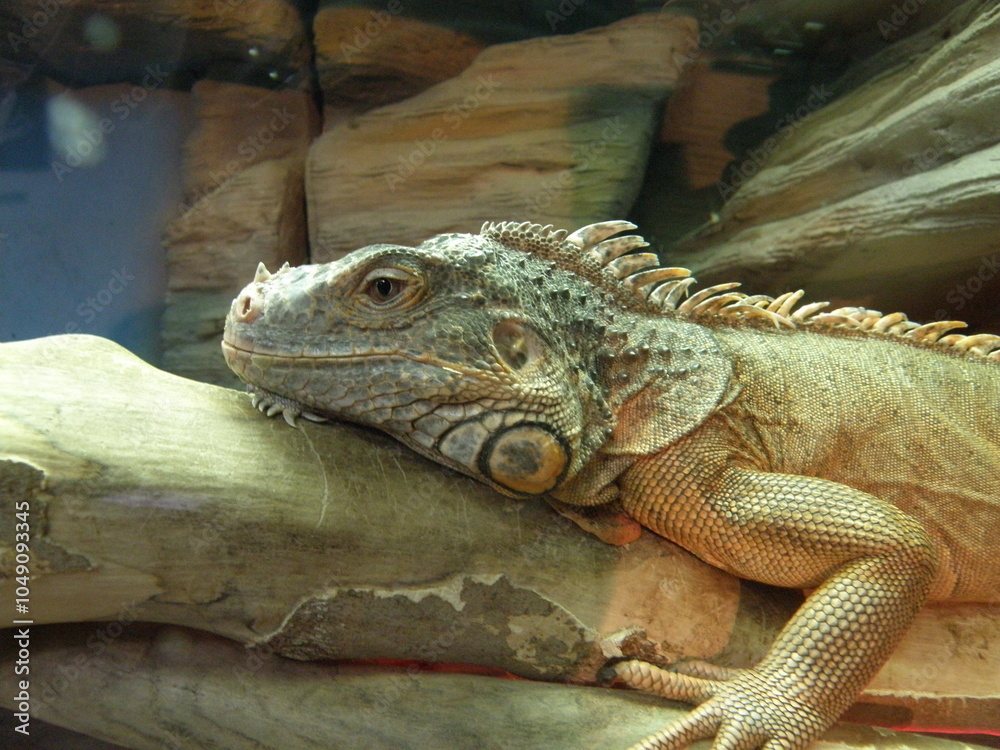 Iguana chameleon animal in profile. Iguana chameleon animal in profile.
