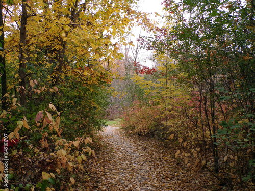 Fall landscape with trail in forest