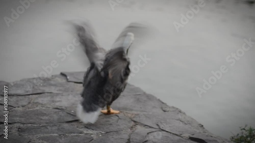 ducks flapping their wings on the edge of the lake