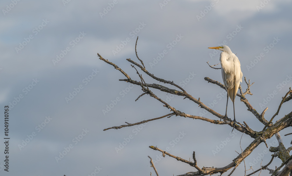 Great egret, or white heron, perched in a tree. Great egret, or white heron, perched in a tree.