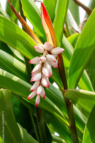 Flor da colônia (Alpinia speciosa ou Alpinia Zerumbet). No Brasil é encontrada em várias regiões, com os nomes populares Azucena-de-porcelana, gengibre-concha, alpínia e flor de cera.