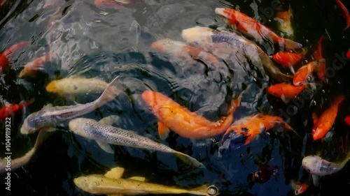 colorful koi fish in the pond, there are white koi fish, red, black and Japanese koi fish