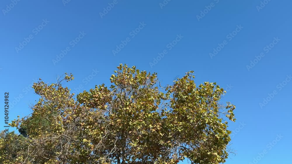 Sycamore tree autumn leaves under blue sky Sycamore tree autumn leaves under blue sky
