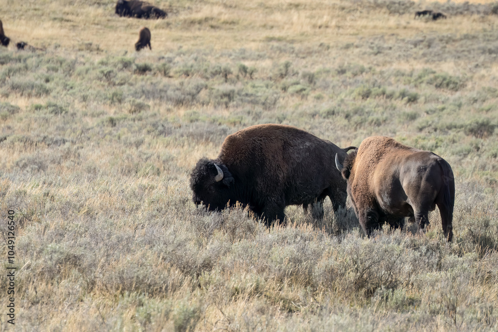 wild american Bison feeding on autumnal grass wild american Bison feeding on autumnal grass