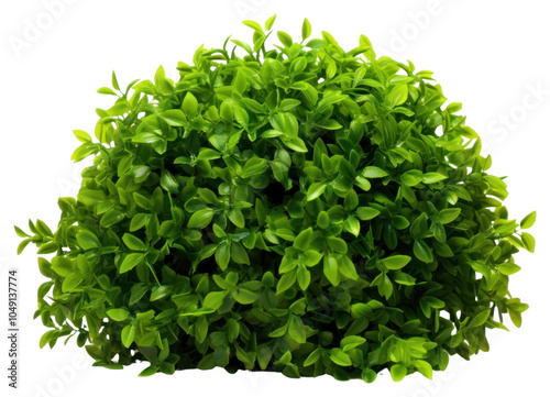 PNG Green light bush plant hedge herbs. photo