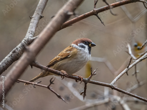 Tree sparrow perching on a branch, close-up