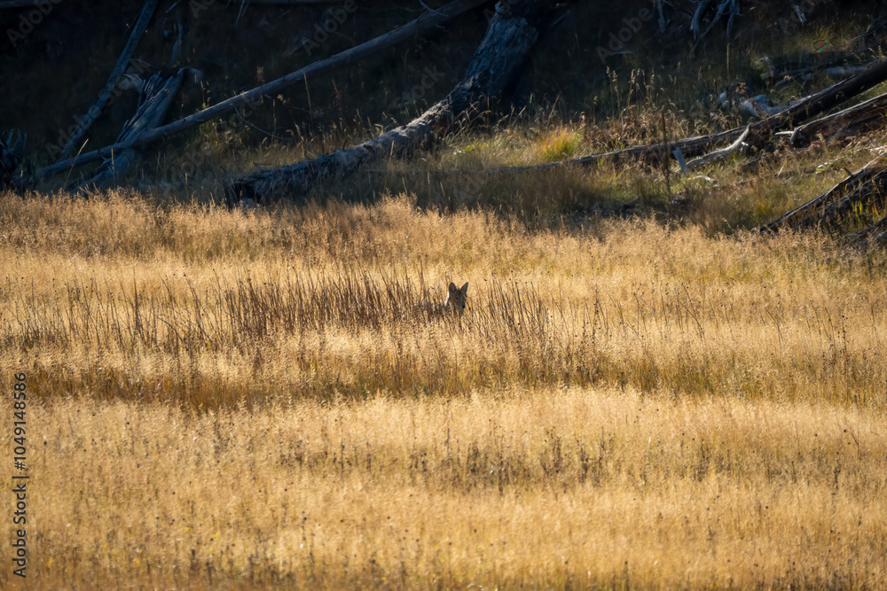 wild coyote (Canis latrans), also known as the American jackal, prairie wolf, or brush wolf hunting for prey amongst tall autumn grasses, Wyoming USA wild coyote (Canis latrans), also known as the American jackal, prairie wolf, or brush wolf hunting for prey amongst tall autumn grasses, Wyoming USA