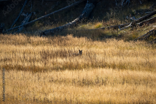 wild coyote (Canis latrans), also known as the American jackal, prairie wolf, or brush wolf hunting for prey amongst tall autumn grasses, Wyoming USA