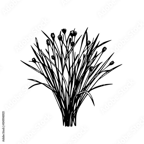 Plants Chives