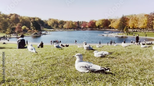 4K Seagulls Resting and Flying in Autumn Park