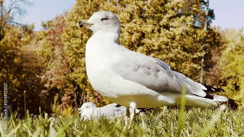 4K Flock of Seagulls in Autumn Park