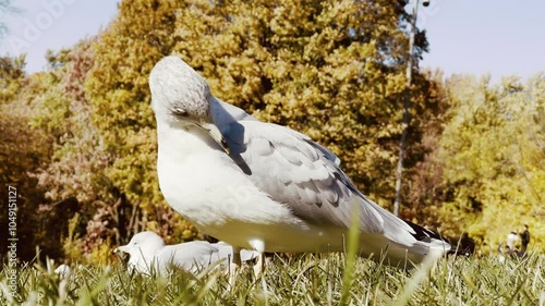 4K Close-up of Seagull in Autumn Park
