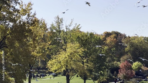 Autumn Trees in 4K - Birds in Flight