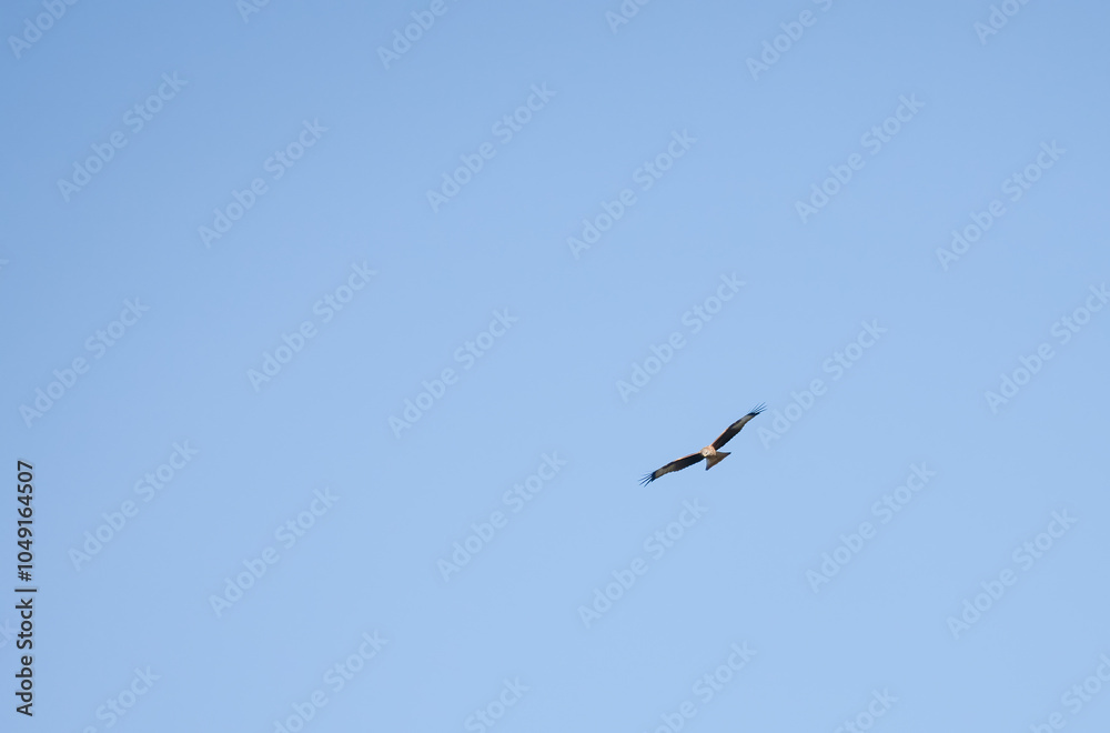 a wild red kite (Milvus milvus) in flight, clear blue sky a wild red kite (Milvus milvus) in flight, clear blue sky