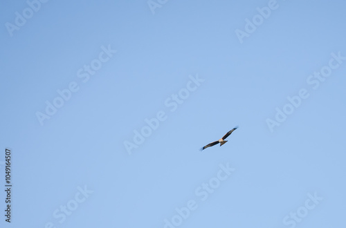 a wild red kite (Milvus milvus) in flight, clear blue sky