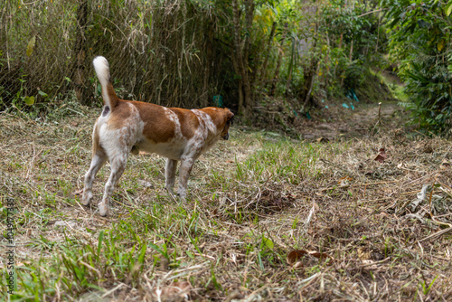 domestic creole dog looking back in a forest