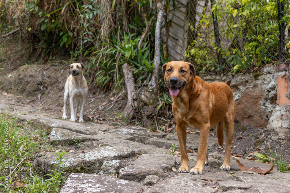 Obraz premium domestic Creole dogs walking and playing on a path in the forest