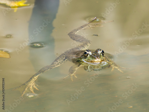 Frog in a drinking trough, near the town of Xativa, Spain.