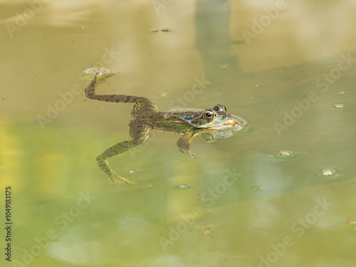 Frog in a drinking trough, near the town of Xativa, Spain.