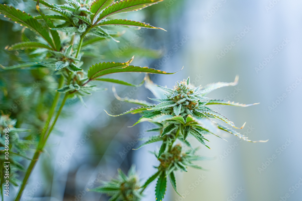 Cannabis plant, cannabis flower, cannabis farm Cannabis plant, cannabis flower, cannabis farm