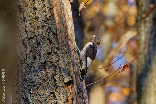 Red-headed Woodpecker,(Melanerpes erythrocephalus) tricolored migrating bird in Ohio state park photo