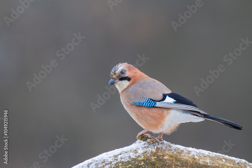 Sójka zwyczajna, sójka, sójka żołędziówka, eurasian jay (garrulus glandarius) photo