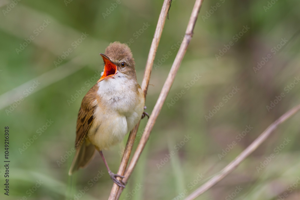 Trzciniak, trzciniak drozdówka, Great reed warbler (Acrocephalus arundinaceus) Trzciniak, trzciniak drozdówka, Great reed warbler (Acrocephalus arundinaceus)