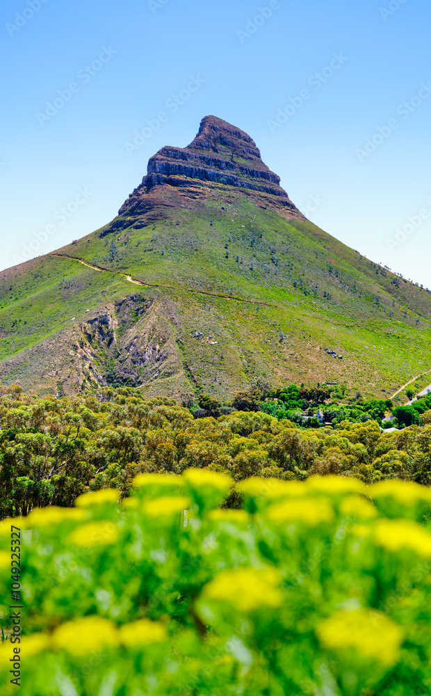 Lion's Head Mountain with lush forest and protea flowers, captured from Table Mountain