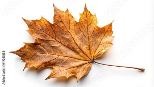 Reflected dried brown autumn maple leaf on white background