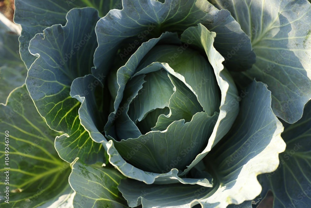 Fototapeta premium Green cabbage growing in field on sunny day, closeup