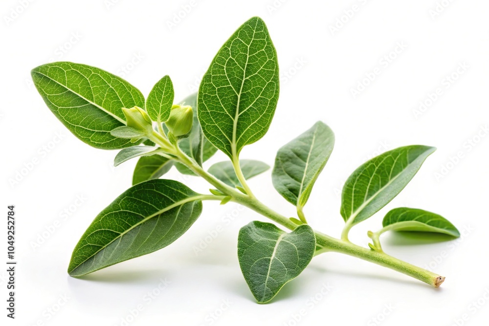 Long shot green ashwagandha plant