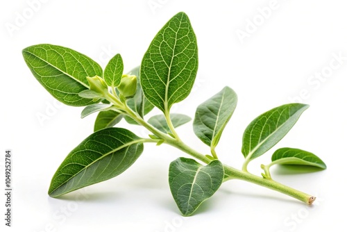 Obraz na płótnie Long shot green ashwagandha plant w salonie