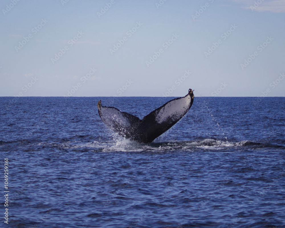 Fototapeta premium whale tail splashing in the waves
