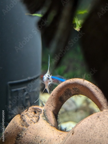 baby angel fish photo