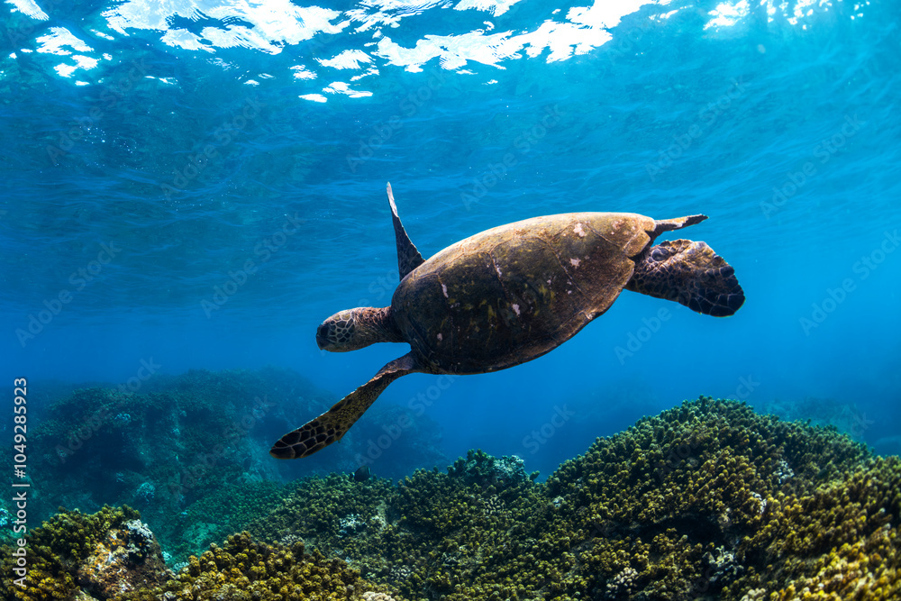 Obraz premium A sea turtle glides peacefully above a coral reef in the crystal-clear waters of Waikiki, Hawaii.