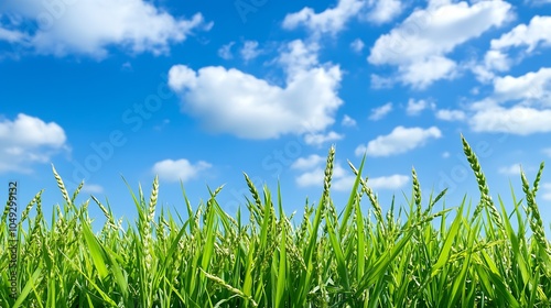 Vibrant Green Wheat Field Under Clear Blue Sky with Fluffy Clouds on a Sunny Day : Generative AI