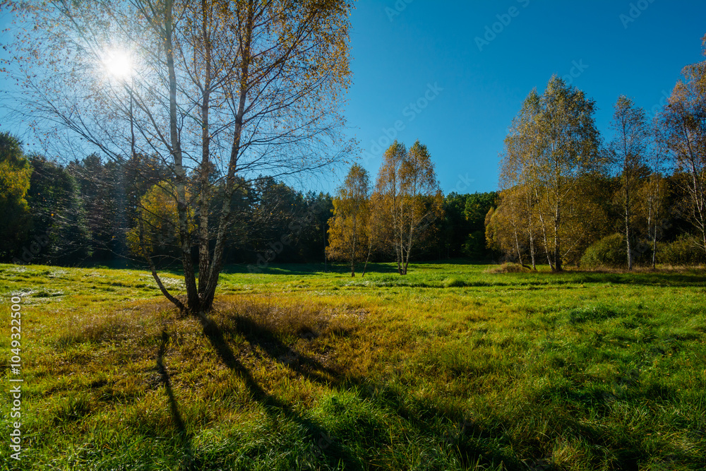 Obraz premium autumn in the forest