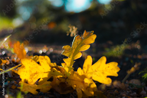 autumn leaves on the ground