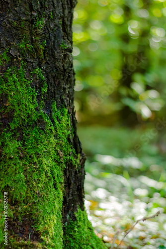 green moss background