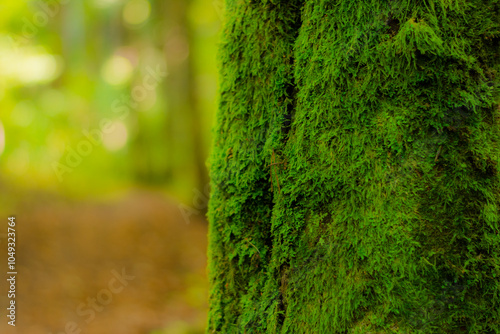 green moss background