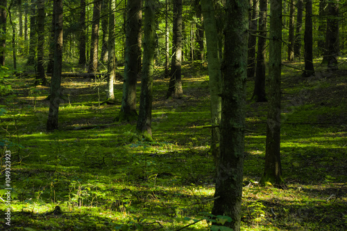 Forest in autumn. 