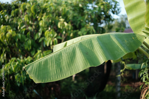 Green banana leaves in the garden are used to wrap sweets, make Krathongs and create various types of Bai Sri. photo