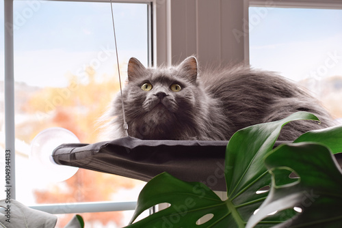 Closeup cute grey cat lying in a window hammock looking up photo