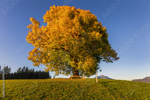 Schweineberg - Allgäu - Linde - Liebesbaum - Wittelsbacher Höhe - Ofterschwang  photo