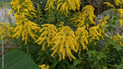 yellow flowers in the forest