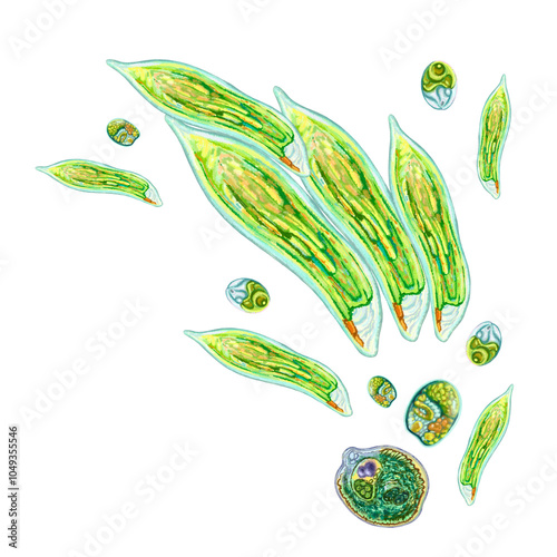 Obraz na plátně Colony of unicellular organisms